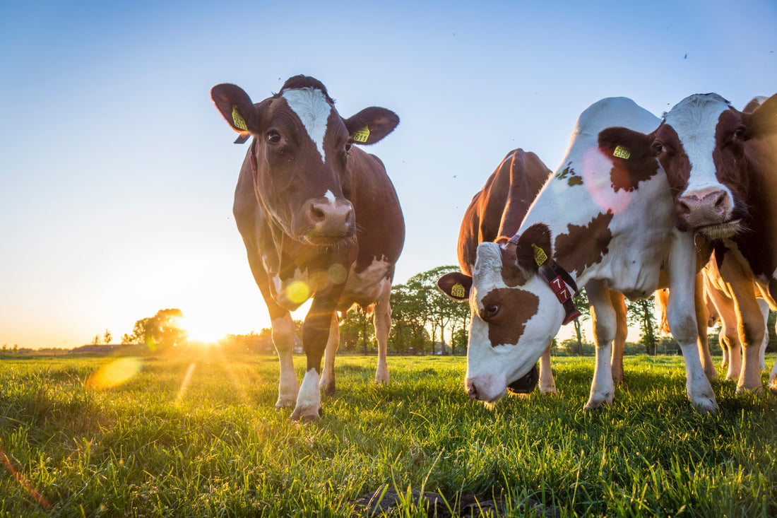 Cows on a farm
