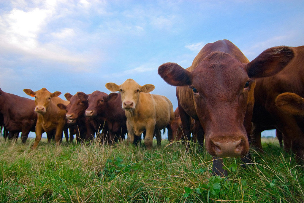 Cows eating grass