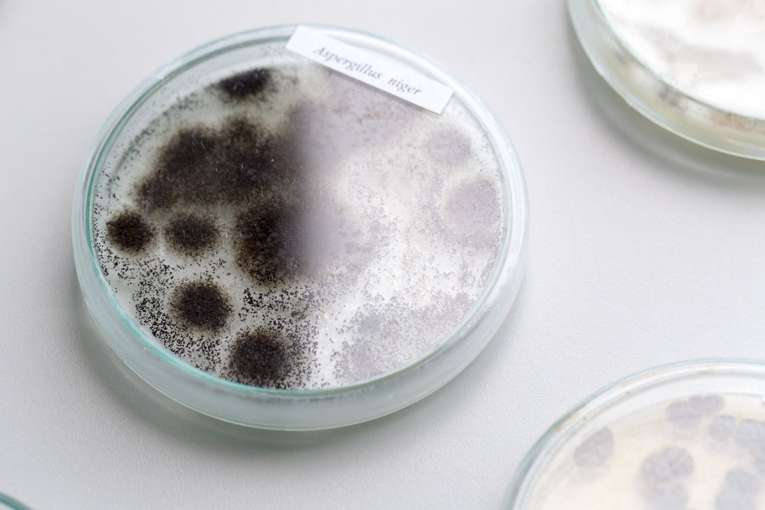 Synthetic Citric Acid