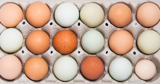 Pasture-raised eggs