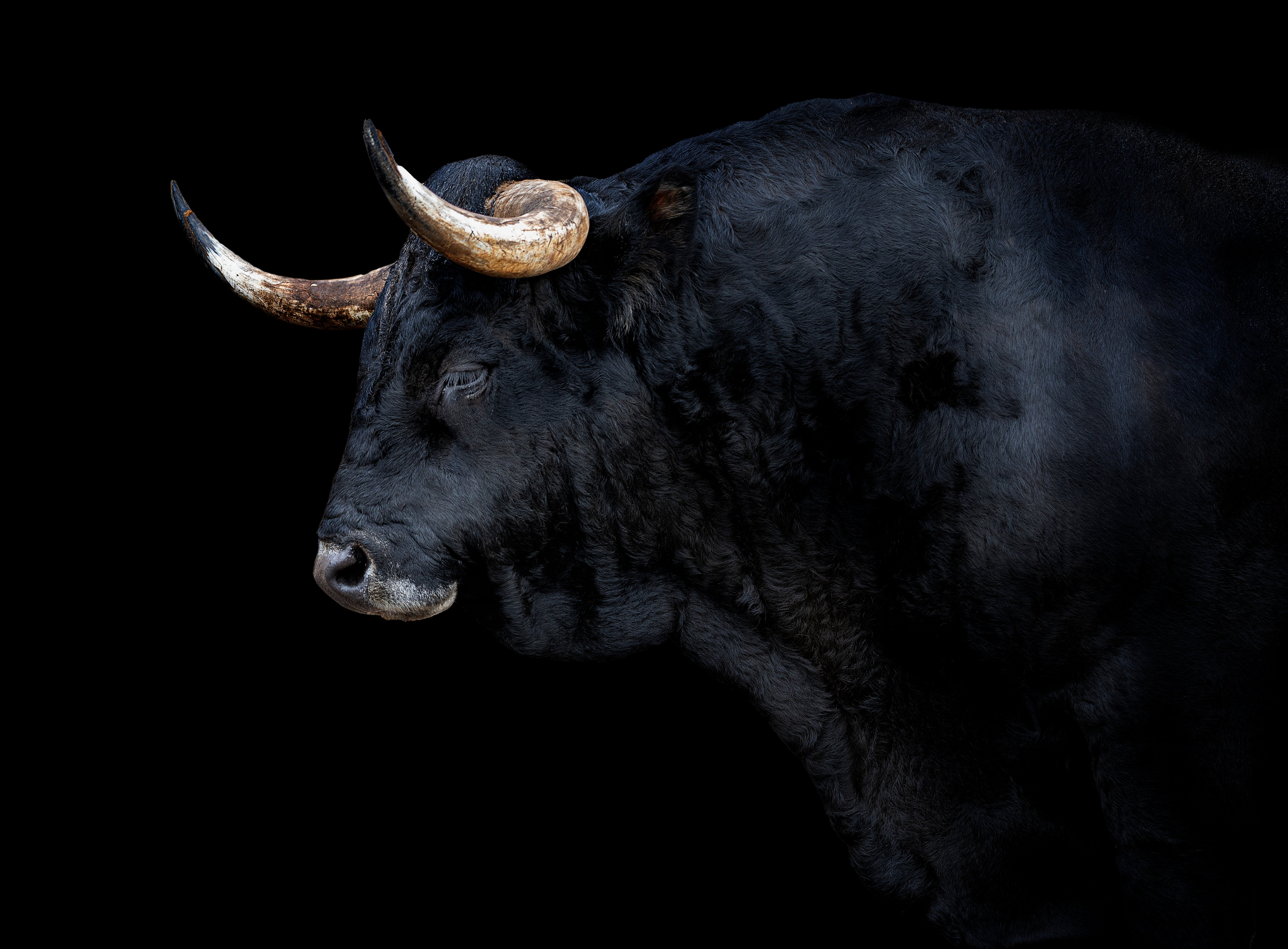 Black bull in darkness